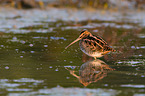 Common snipe