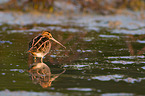 Common snipe