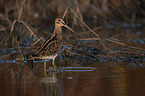 Common snipe