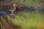 Common snipe