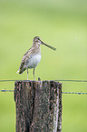 Common Snipe