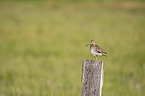 Common Snipe