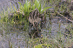 common snipe