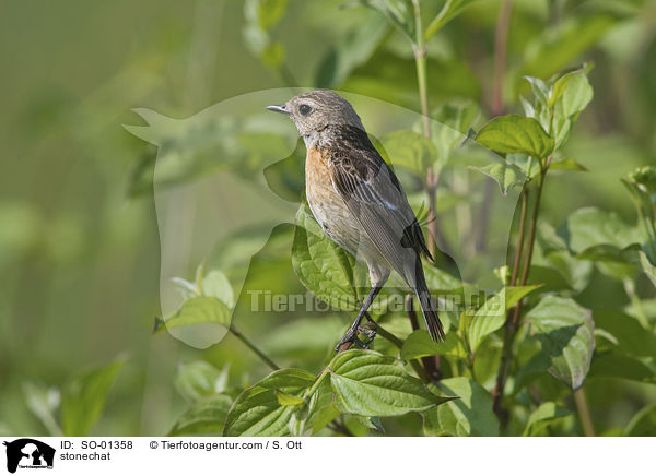 Schwarzkehlchen / stonechat / SO-01358