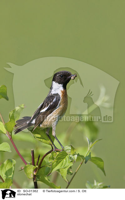 Schwarzkehlchen / stonechat / SO-01362