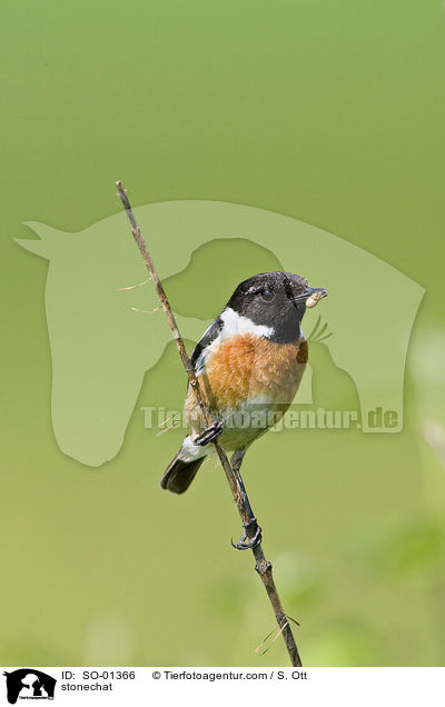 stonechat / SO-01366