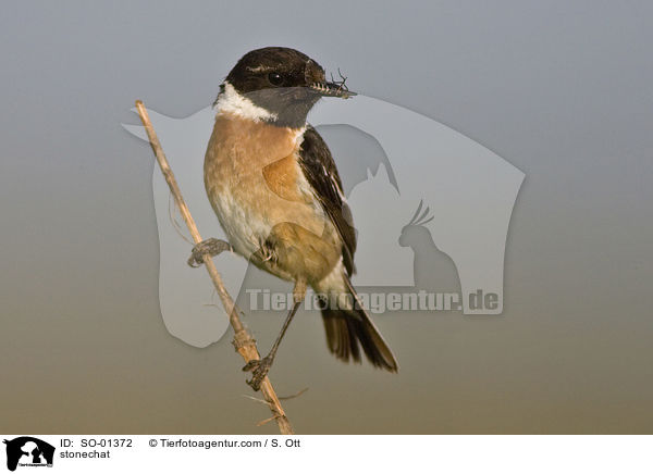 Schwarzkehlchen / stonechat / SO-01372