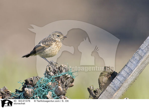 Schwarzkehlchen / stonechat / SO-01376