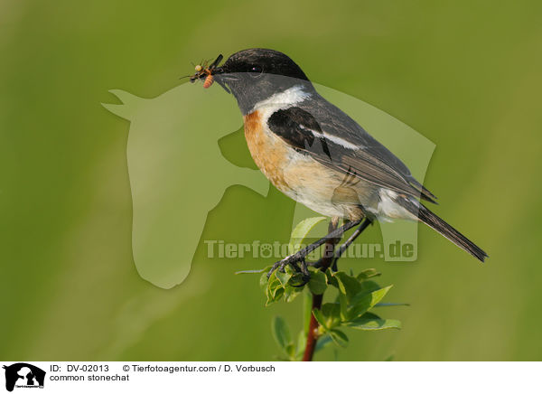 common stonechat / DV-02013