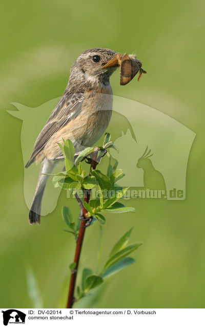 Schwarzkehlchen / common stonechat / DV-02014