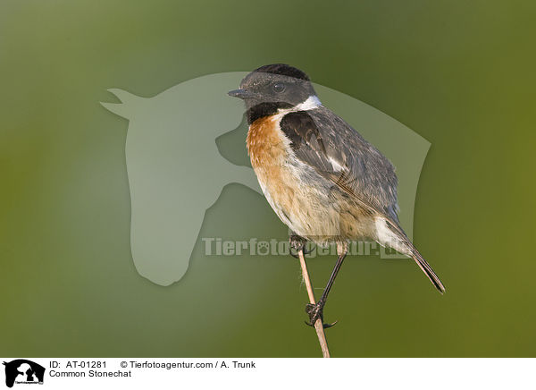 Common Stonechat / AT-01281