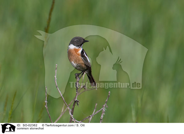 common stonechat / SO-02362