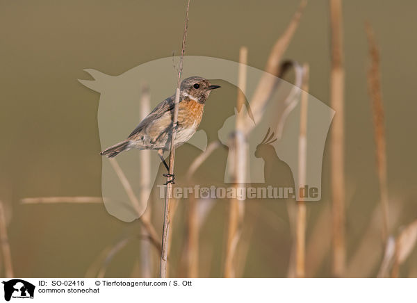 Schwarzkehlchen / common stonechat / SO-02416