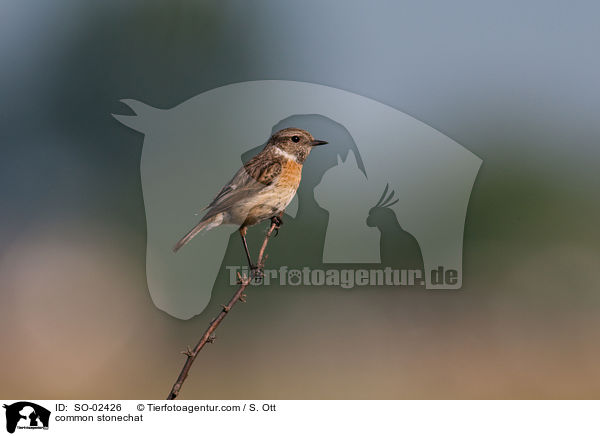 common stonechat / SO-02426