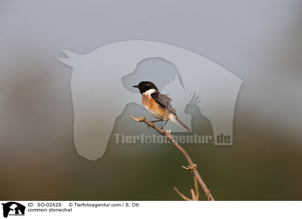 Schwarzkehlchen / common stonechat / SO-02429