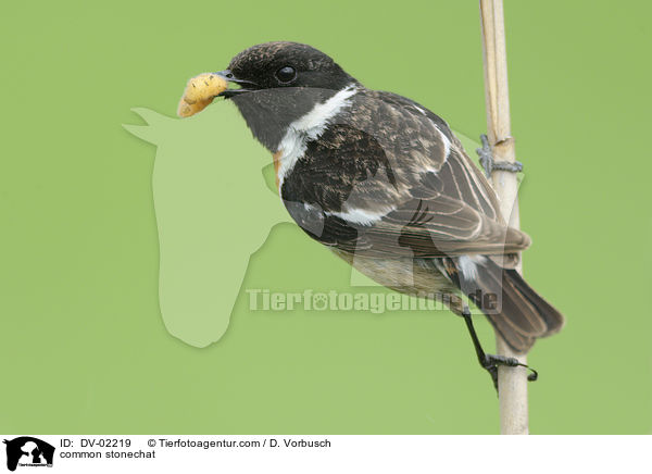 Schwarzkehlchen / common stonechat / DV-02219