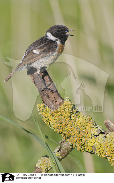 Schwarzkehlchen / common stonechat / THA-03651