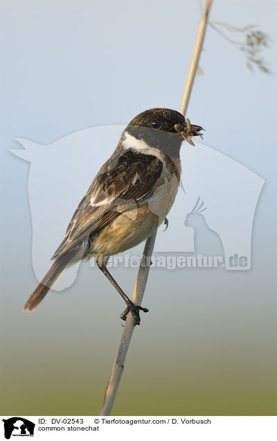 Schwarzkehlchen / common stonechat / DV-02543