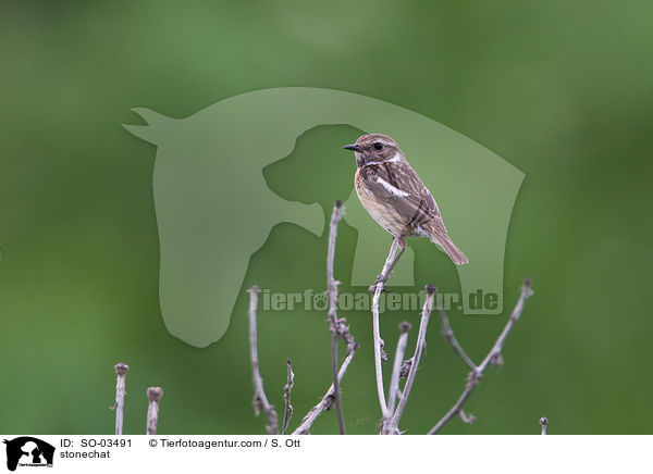 Schwarzkehlchen / stonechat / SO-03491