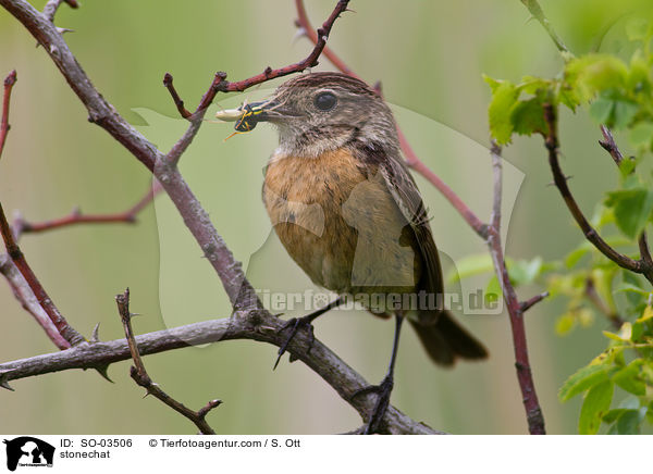 Schwarzkehlchen / stonechat / SO-03506