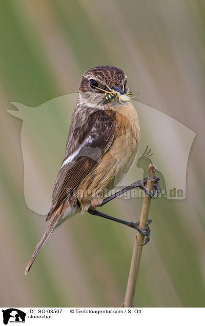 Schwarzkehlchen / stonechat / SO-03507