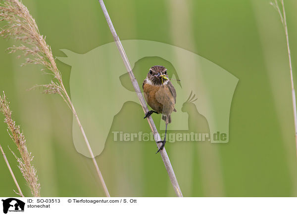 Schwarzkehlchen / stonechat / SO-03513