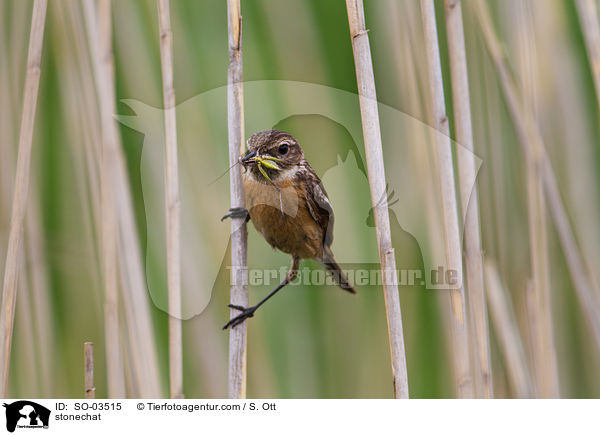 Schwarzkehlchen / stonechat / SO-03515