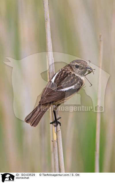 Schwarzkehlchen / stonechat / SO-03529