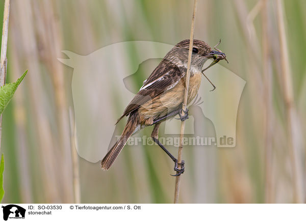 Schwarzkehlchen / stonechat / SO-03530