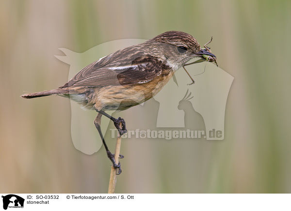 Schwarzkehlchen / stonechat / SO-03532