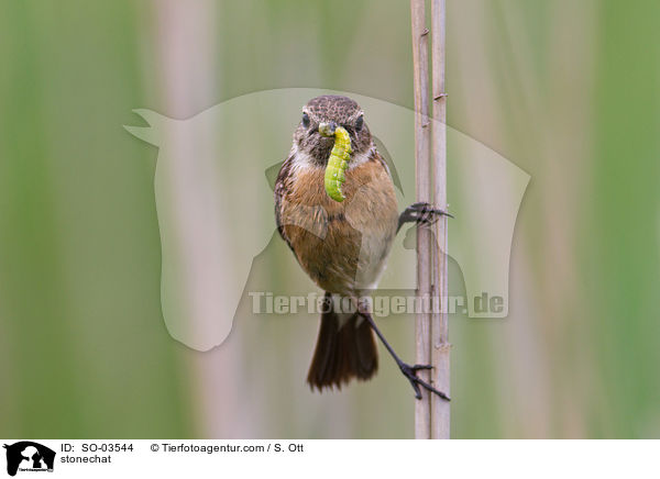 Schwarzkehlchen / stonechat / SO-03544