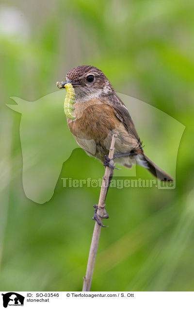 Schwarzkehlchen / stonechat / SO-03546