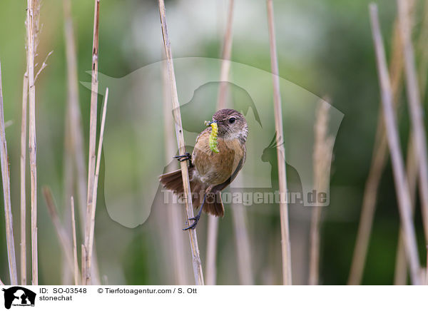 stonechat / SO-03548