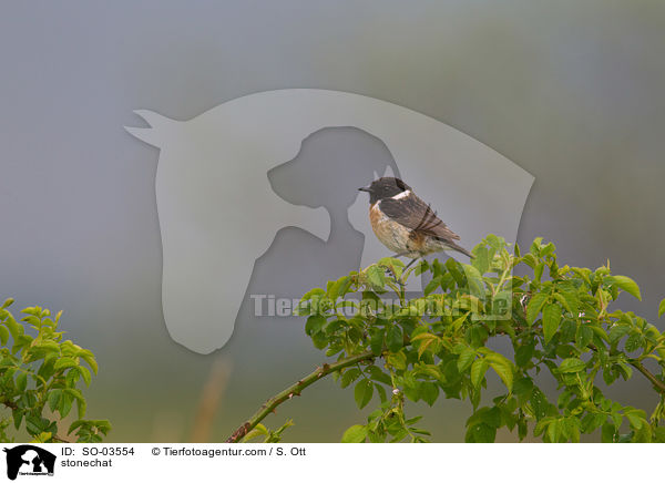 Schwarzkehlchen / stonechat / SO-03554