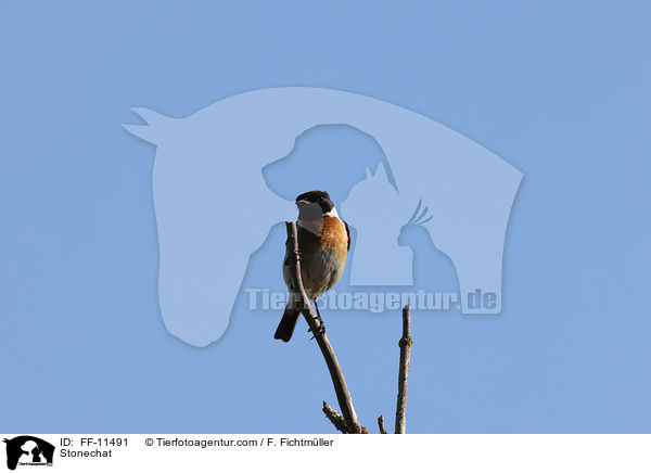 Schwarzkehlchen / Stonechat / FF-11491