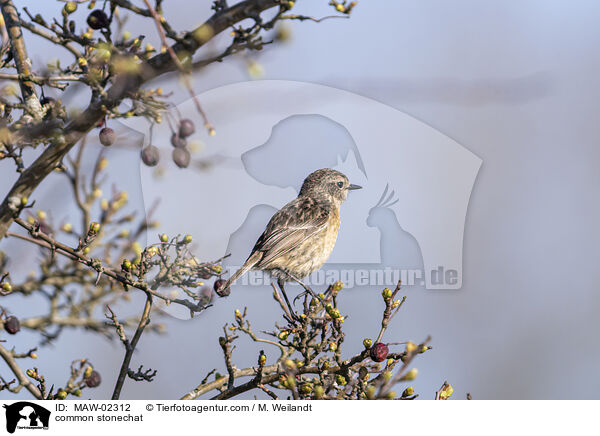 common stonechat / MAW-02312