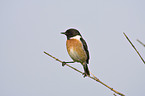 stonechat