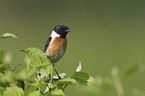 stonechat