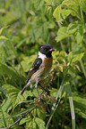 stonechat