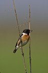 stonechat