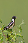 stonechat