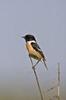 stonechat