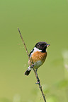 stonechat