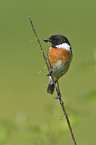 stonechat