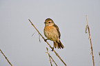 stonechat