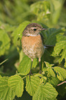 stonechat