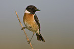 stonechat