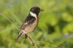 stonechat