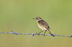 stonechat