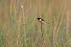 stonechat